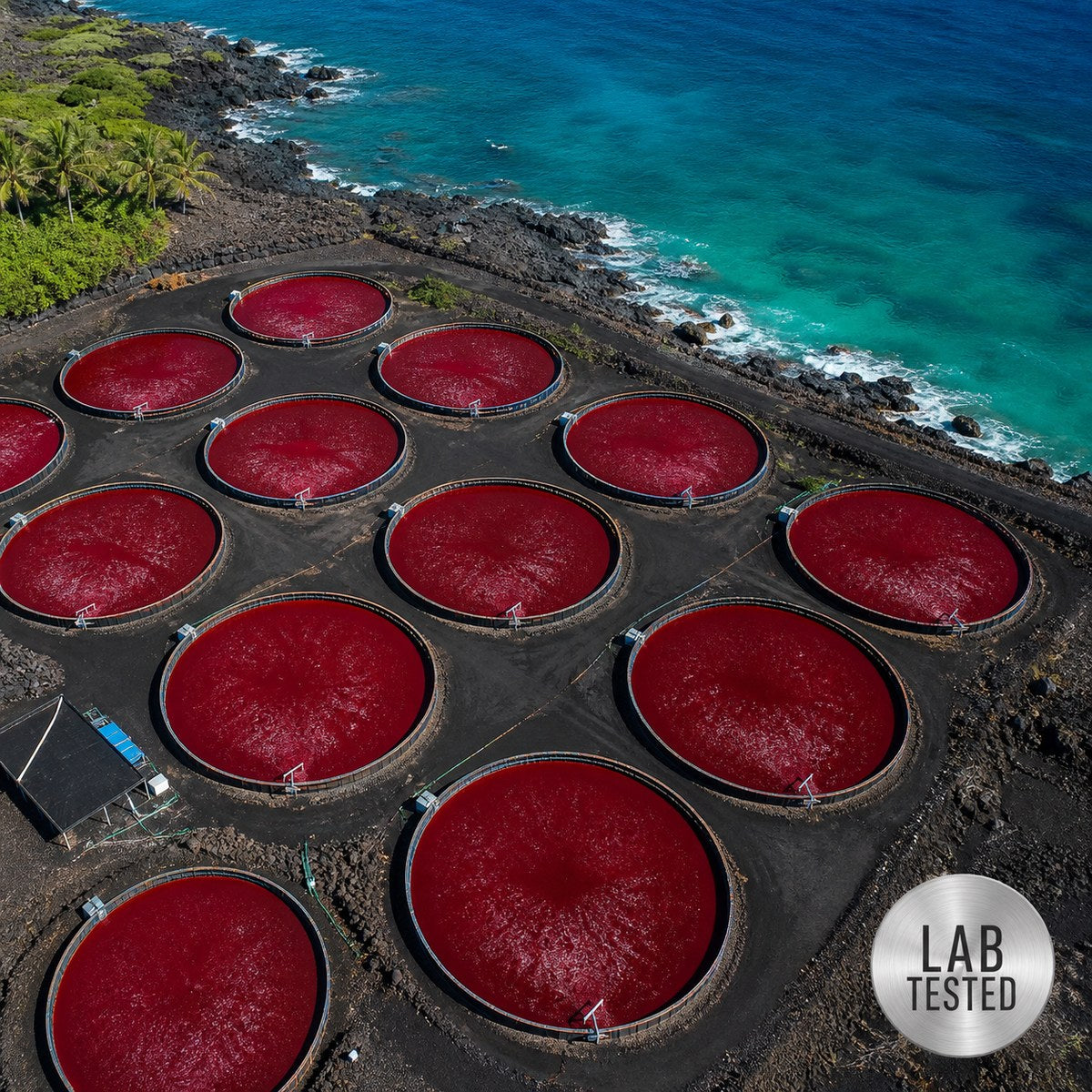 Open Hawaiian algae ponds under full sun, with a third-party lab tested seal for Neuropoise Astaxanthin Softgels.