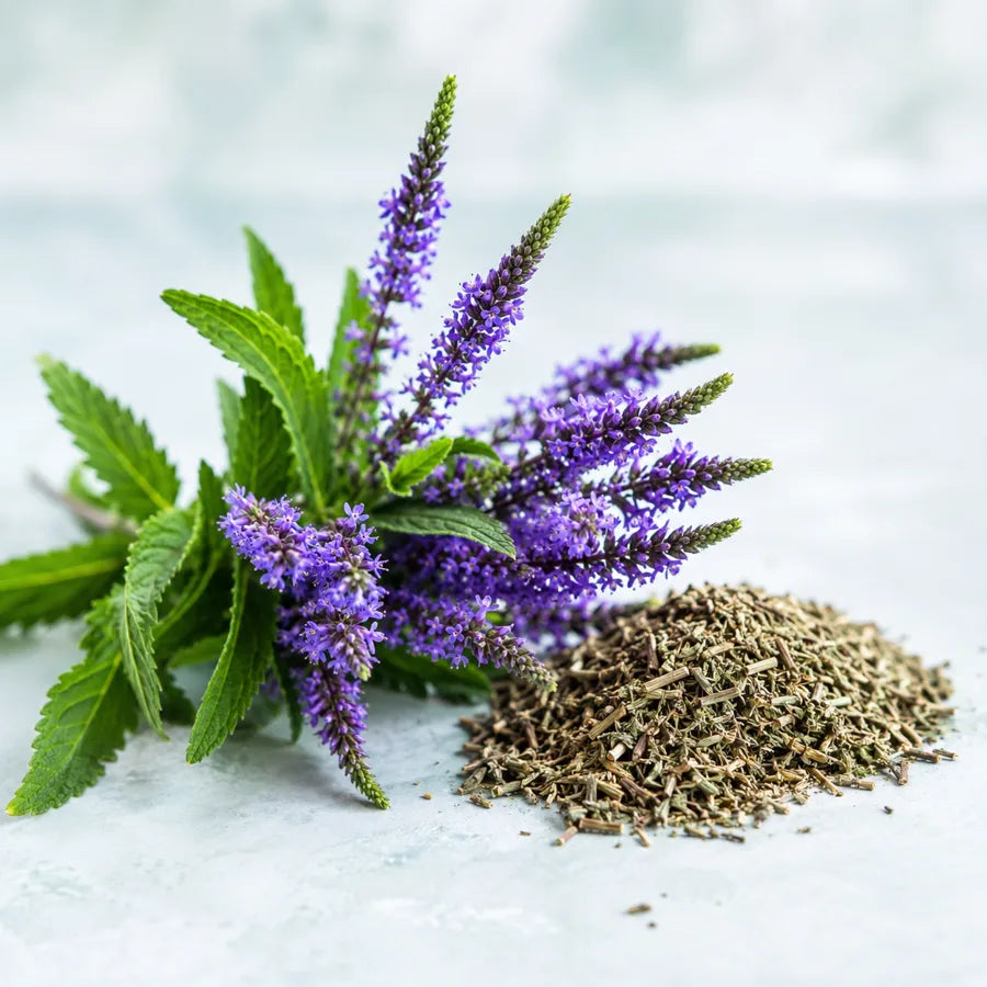 Blue Vervain