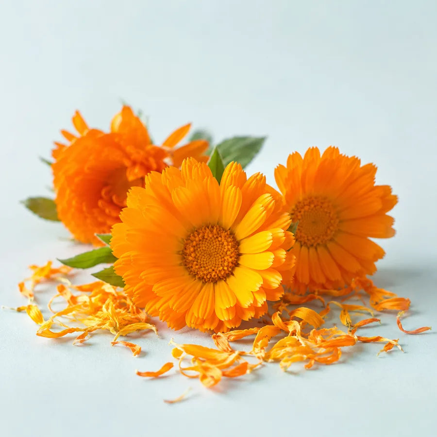 Calendula