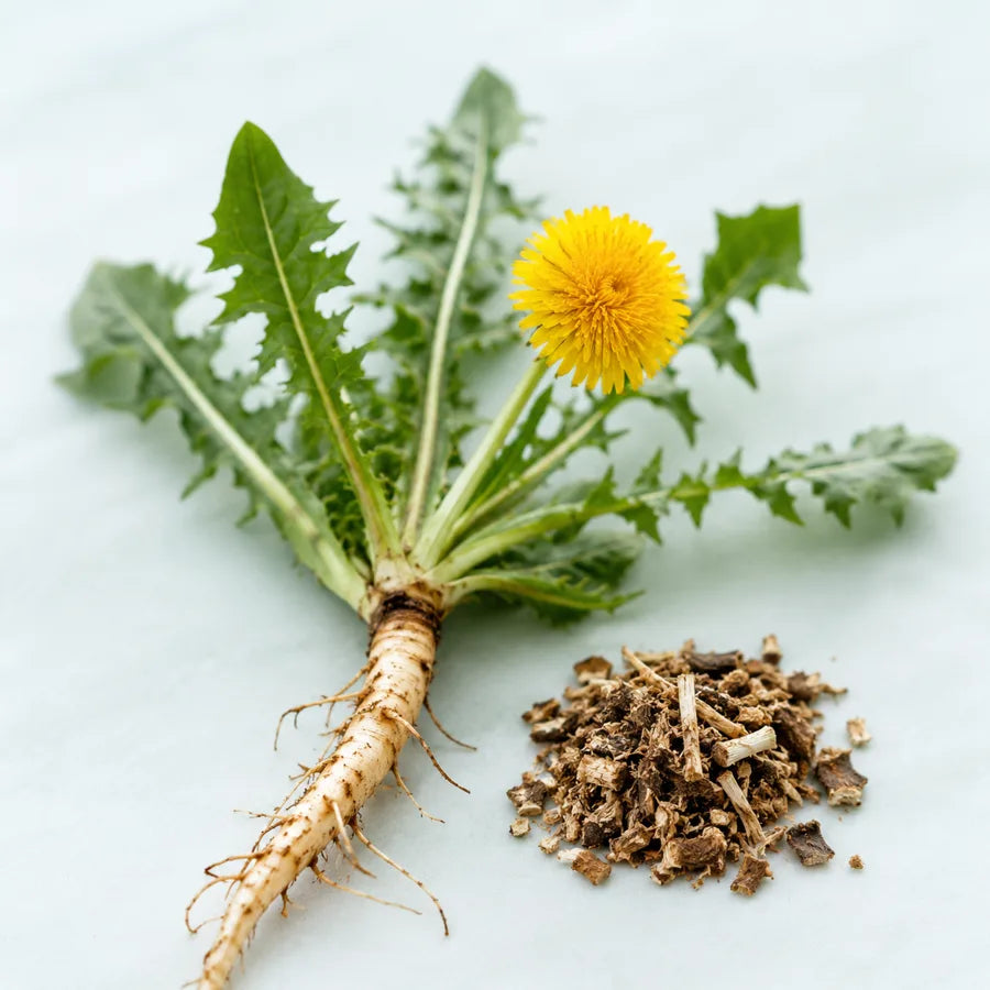 Dandelion Root