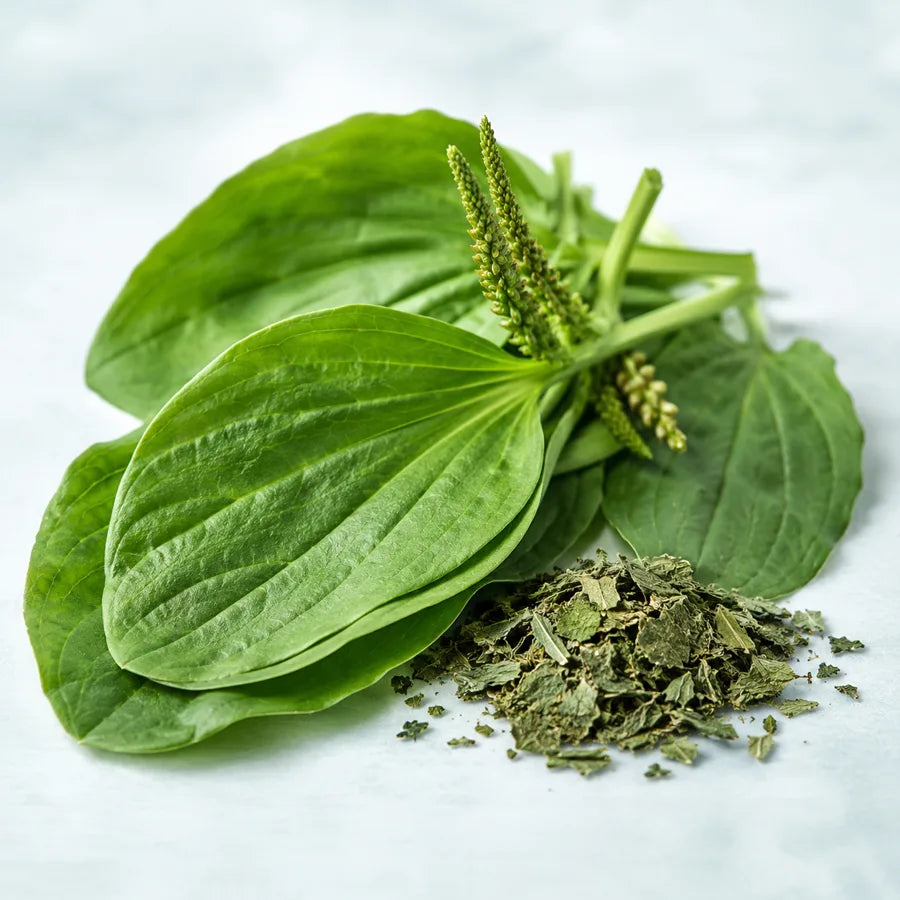 Plantain Leaf